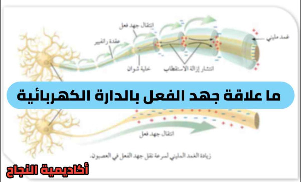 ما علاقة جهد الفعل بالدارة الكهربائية